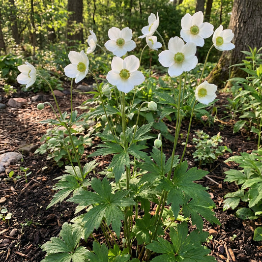 Tall Thimbleweed – Colorful Wildflower Garden Seeds