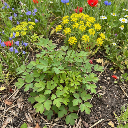 Yellow Pimpernel – Colorful Wildflower Garden Seeds