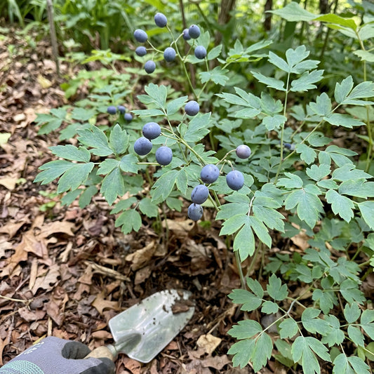 Blue Cohosh – Hardy Wildflower Seeds