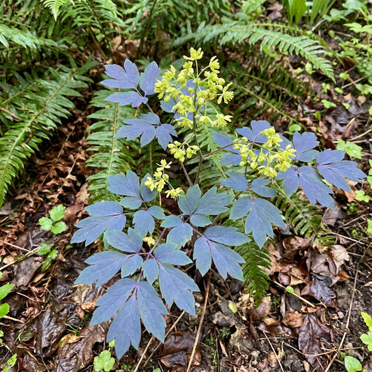 Blue Cohosh – Hardy Wildflower Seeds