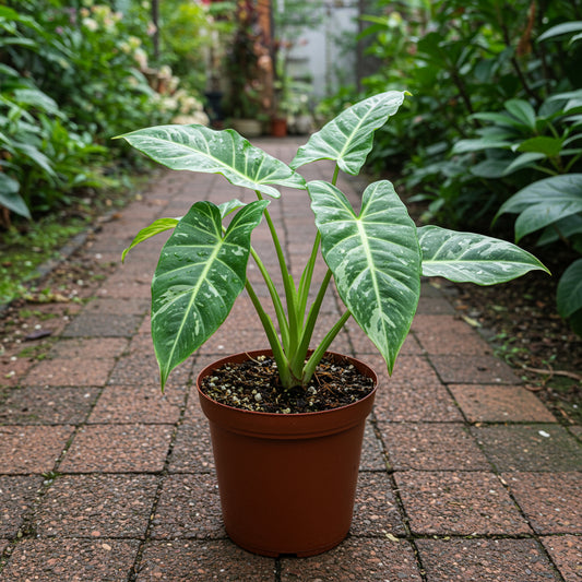 Christia Obcordata Marble – Butterfly Wing Flower Garden Seeds