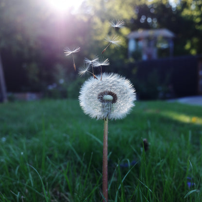 Dandelion Flowers Seeds – Garden Flower Seeds
