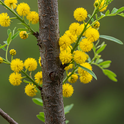 Sweet Acacia Huisache – Garden Flower Seeds