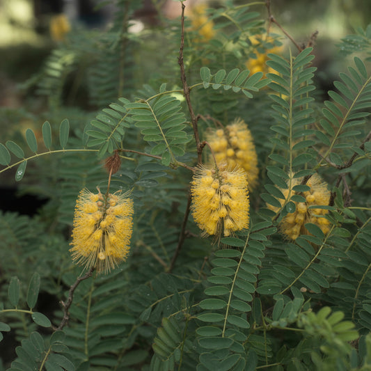 Sweet Acacia Huisache – Garden Flower Seeds