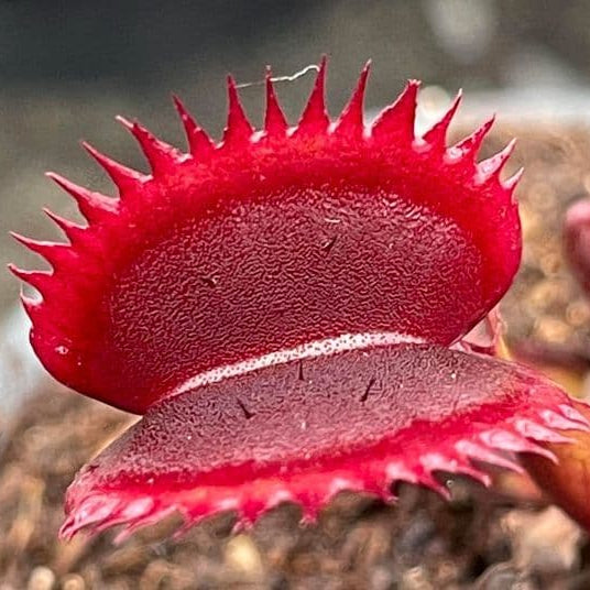 Venus Flytrap ‘Royal Red’ Seeds – Heirloom, Non-GMO, Carnivorous Plant Variety