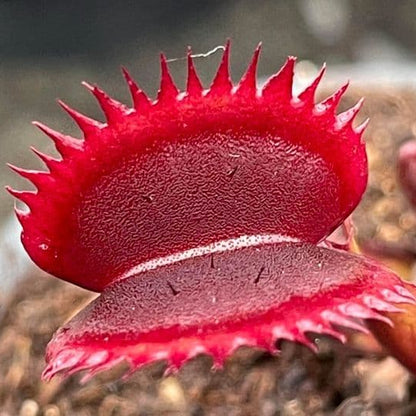Venus Flytrap ‘Royal Red’ Seeds – Heirloom, Non-GMO, Carnivorous Plant Variety