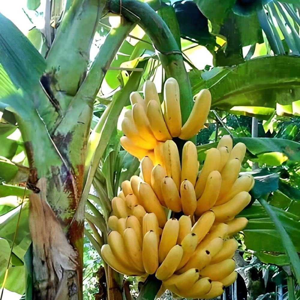 Yellow Banana Seeds for Planting – Heirloom, Non-GMO, Musa Variety, Easy to Grow