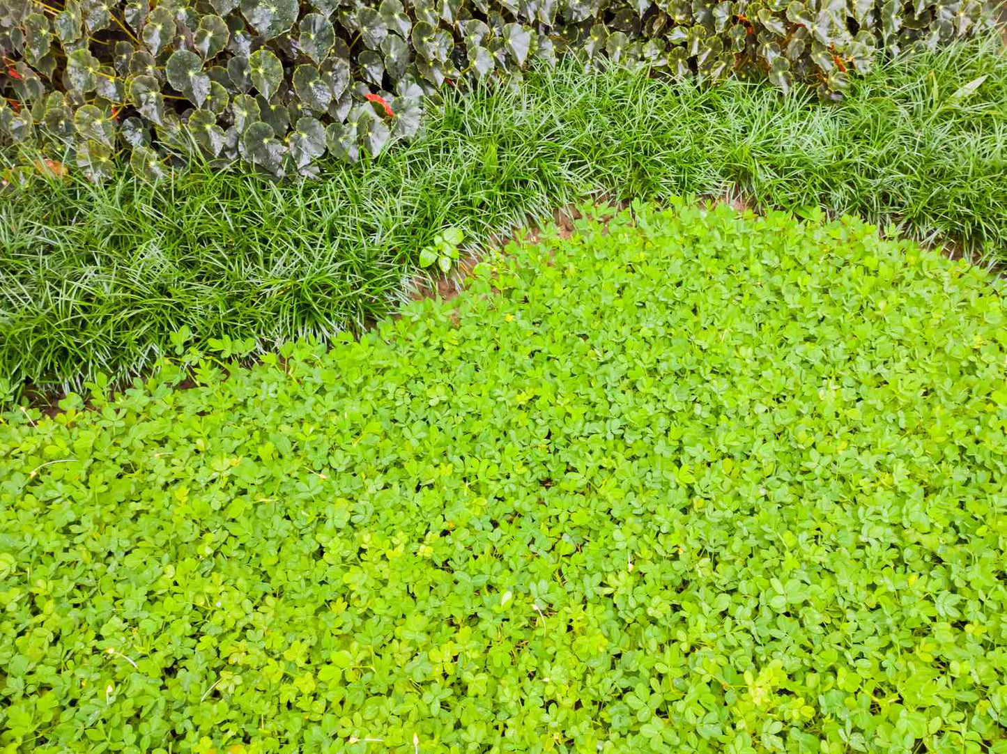 Mini Clover (Microclover) Seeds for Planting – Heirloom, Non-GMO, Low-Mow Groundcover, Perennial, Easy to Grow
