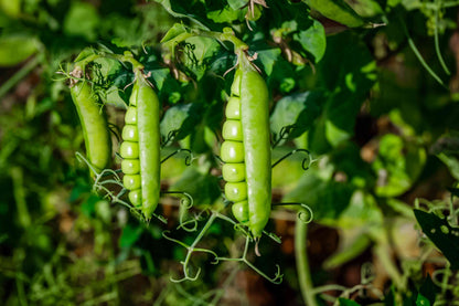 Sugar Snap Pea – Garden Vegetable Seeds