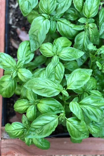 Genovese Basil Seeds – Garden Herb Seeds