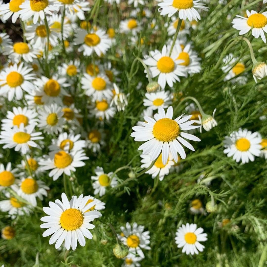 Roman Chamomile – Fragrant Wildflower Herb Seeds