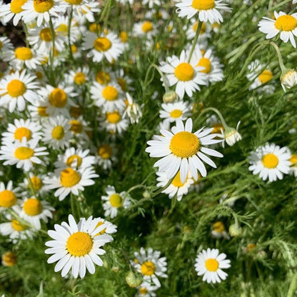 Roman Chamomile – Fragrant Wildflower Herb Seeds