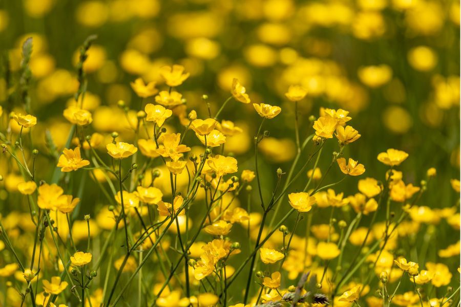 Western Buttercup – Long Blooming Field Flower Seeds