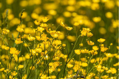 Western Buttercup – Long Blooming Field Flower Seeds