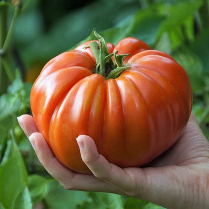 Bulk Behemoth Giant – Garden Vegetable Seeds