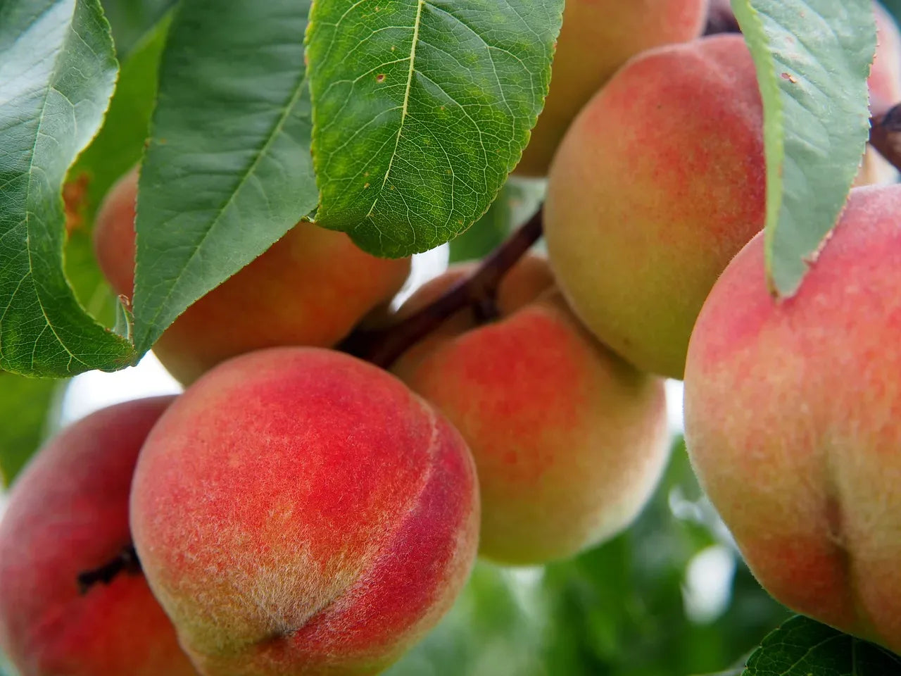 Peach Mountain Japanese – Garden Fruit Seeds
