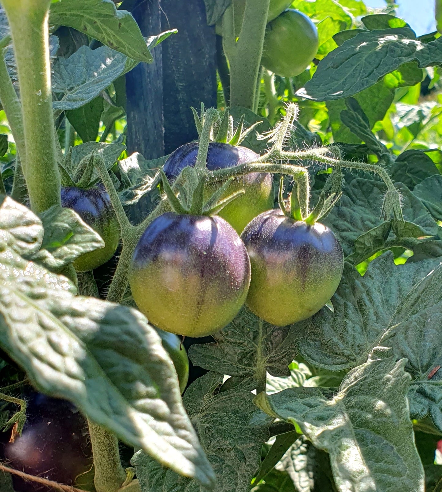Gondwana Moon Tomato – Heirloom Vegetable Garden Seeds