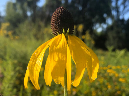 Long Headed Coneflower – Hardy Wildflower Garden Seeds