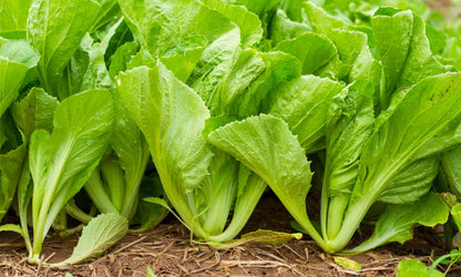 Asian Mustard Green Brassica – Hardy Vegetable Garden Seeds