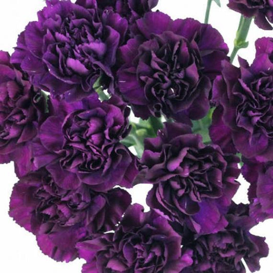 Fragrant Carnation King – Fragrant, Perennial Flower Seeds