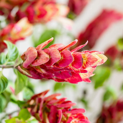 Pachystachys Red Shrimp Plant Seeds – Compact Tropical Flowering Plant for Gardens