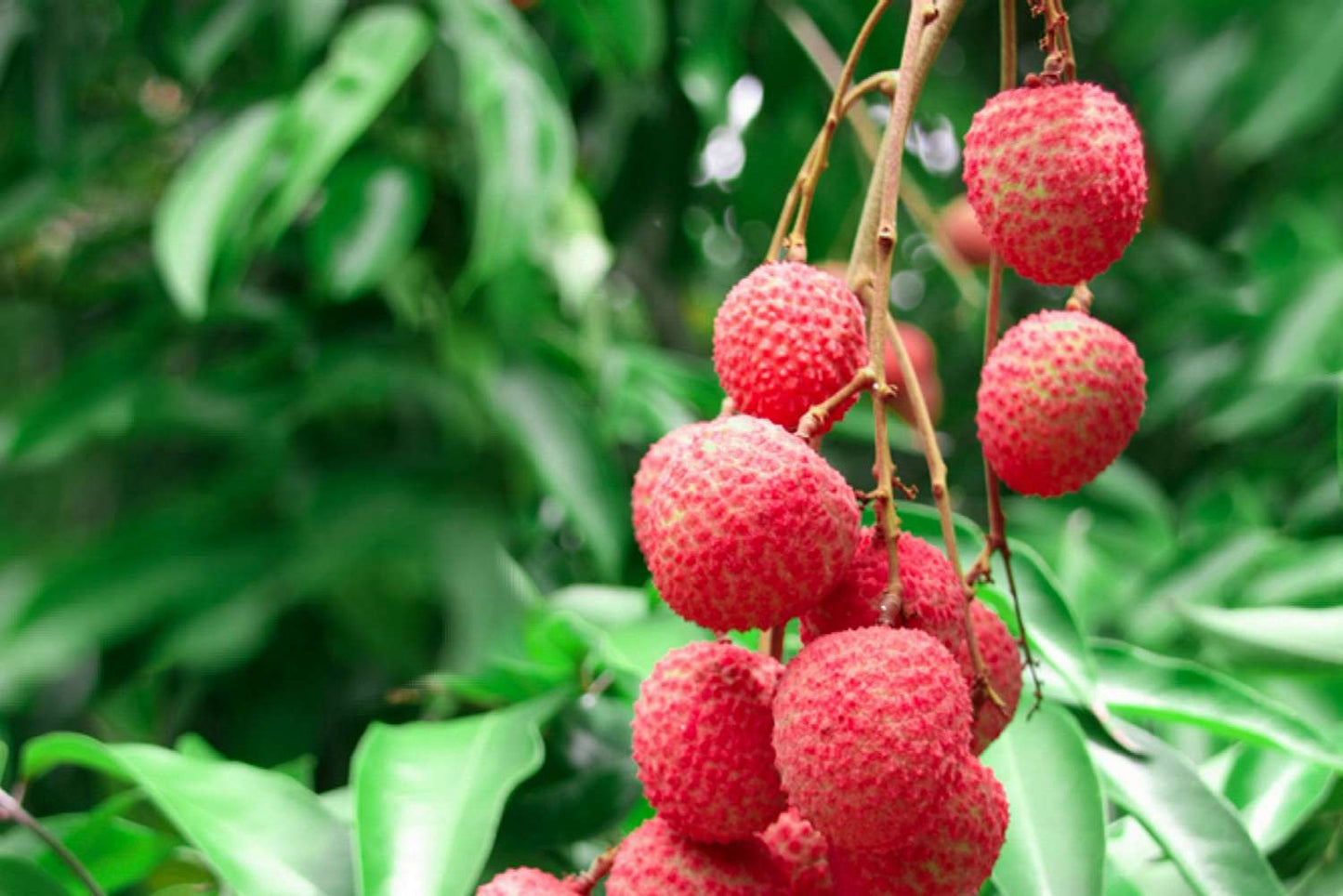 Lychee Fruit Seed Litchi Chinensis – Easy Grow Fruit Tree Seeds