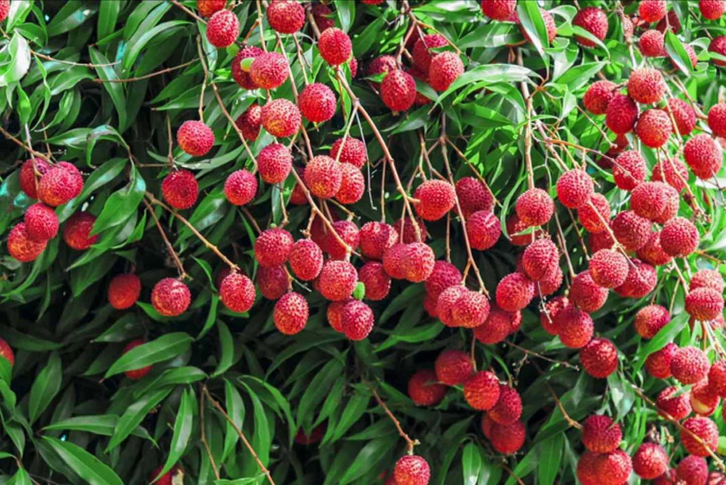 Lychee Litchi Chinensis – Fragrant Fruit Tree Seeds