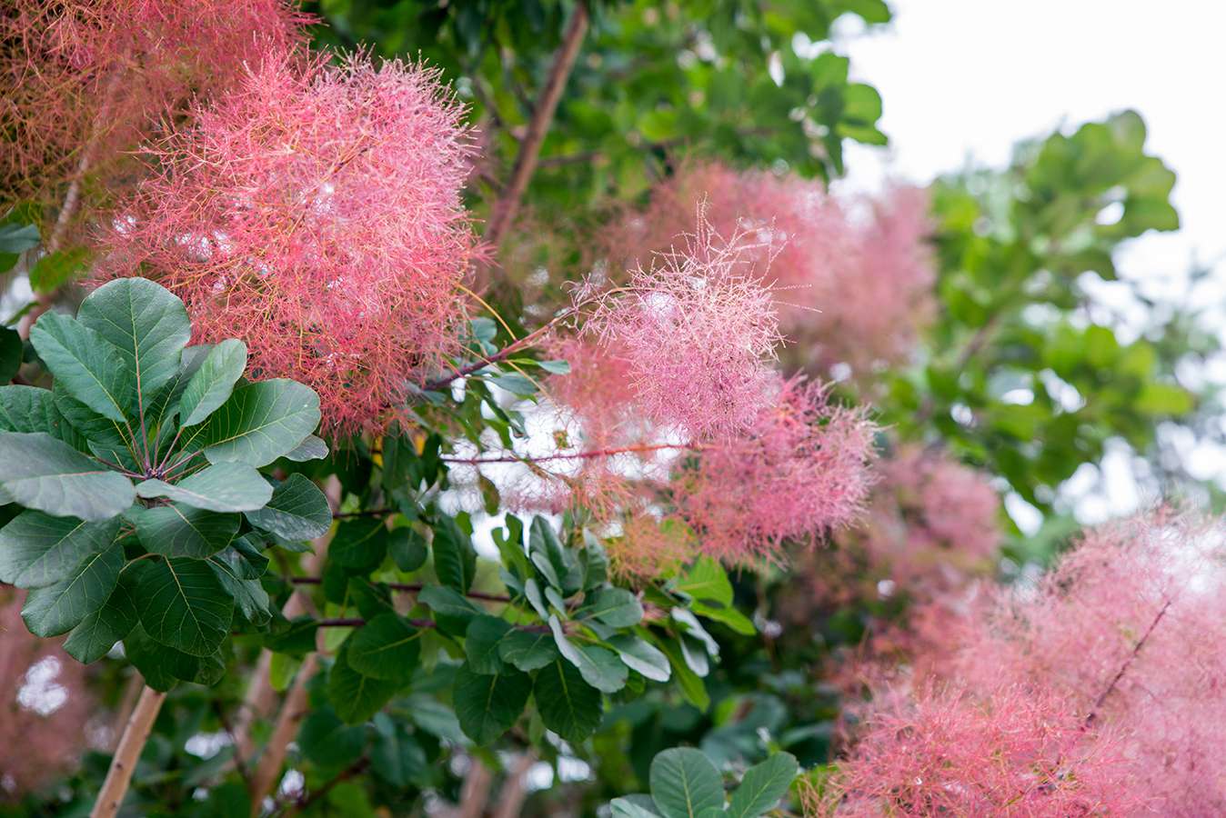 European Smoketree Cotinus Coggygria – Ornamental Tree Seeds