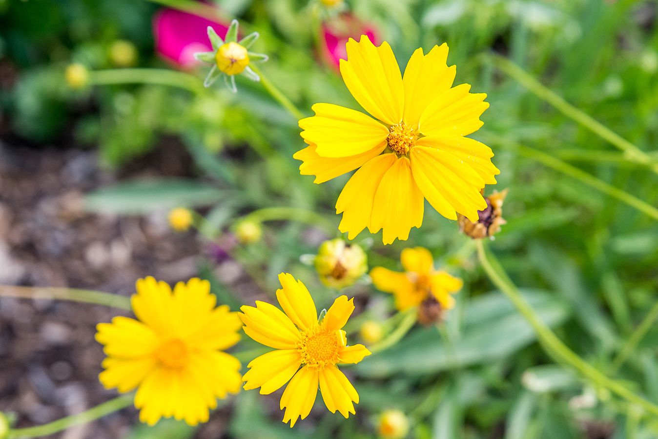 Coreopsis Early Sunrise Perennial Coreopsis Grandiflora – Hardy Garden Flower Seeds