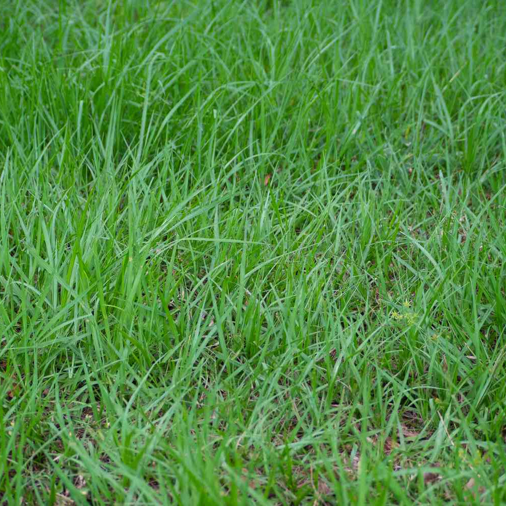 Bahia Grass Seeds Paspalum Notatum Drought-Tolerant Lawn & Pasture Grass