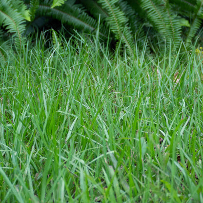Bahia Grass Seeds Paspalum Notatum Drought-Tolerant Lawn & Pasture Grass