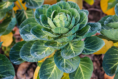 Brussels Sprout Cabbage Green Vegetable Seeds For Planting