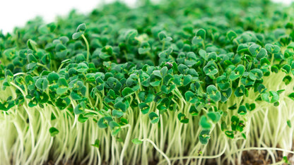 Chia Seeds for Planting - Chia Microgreens