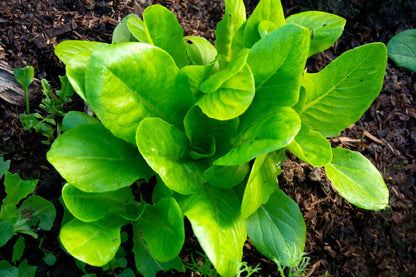 Corn Salad Mache – Garden Flower Seeds
