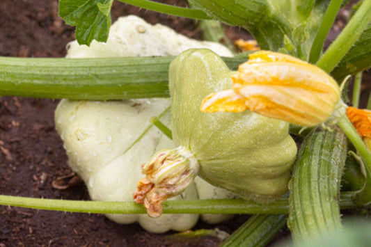 Scalloped Summer Squash – Vegetable Seeds