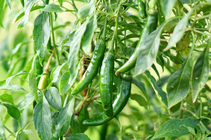Serrano Chili – Hot Vegetable Garden Seeds
