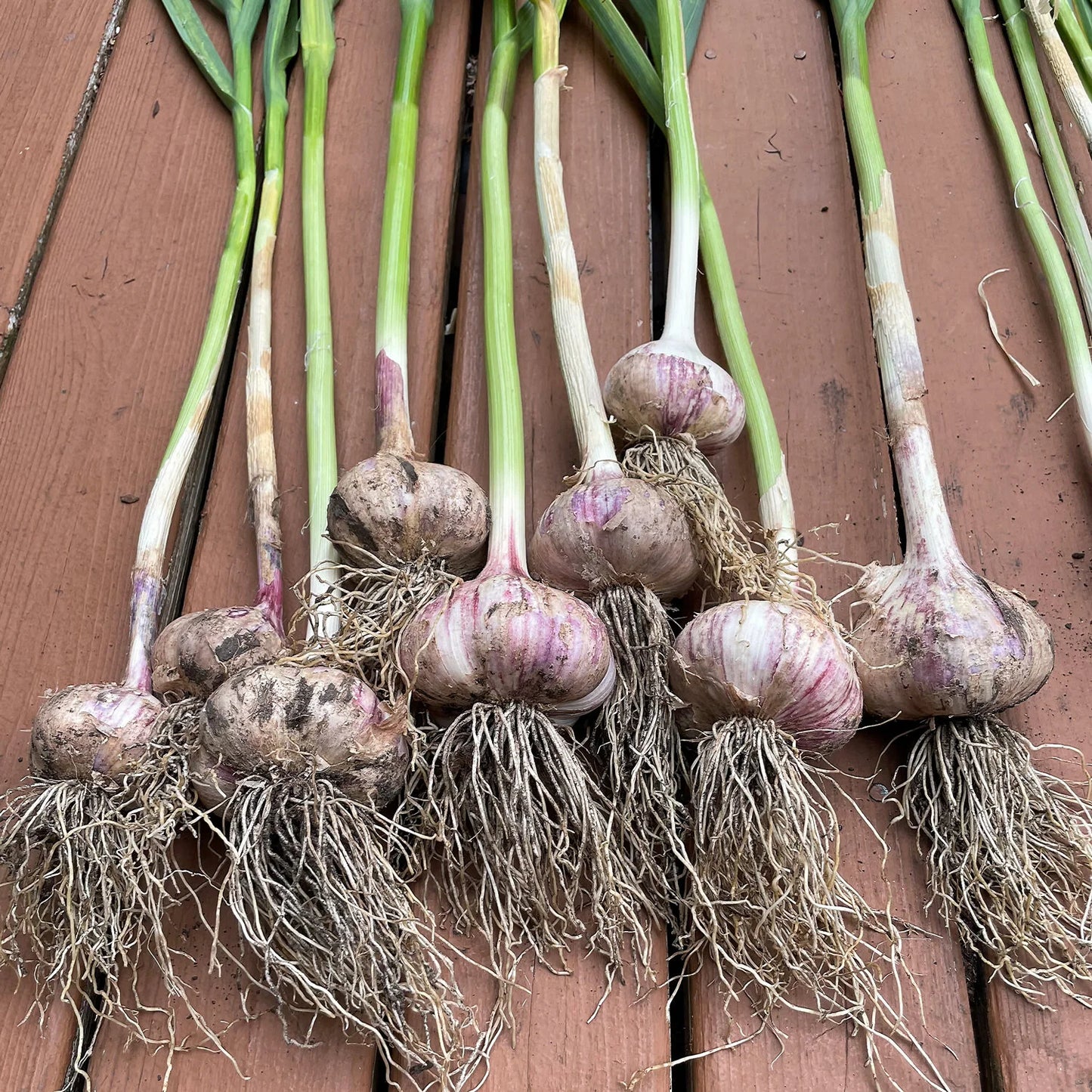 Elephant Garlic – Large Vegetable Garden Seeds