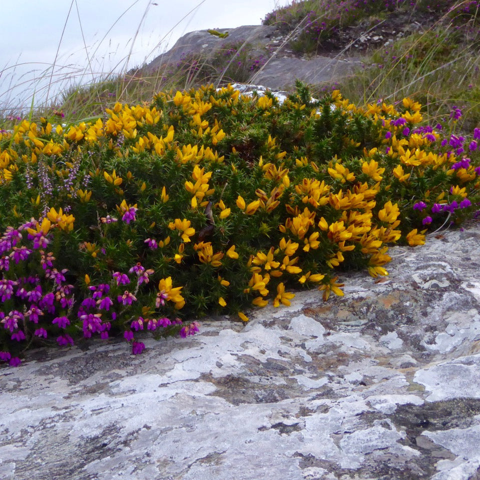 Common Gorse Plant (Ulex europaeus) – Heirloom, Non-GMO, Evergreen Shrub for Landscaping