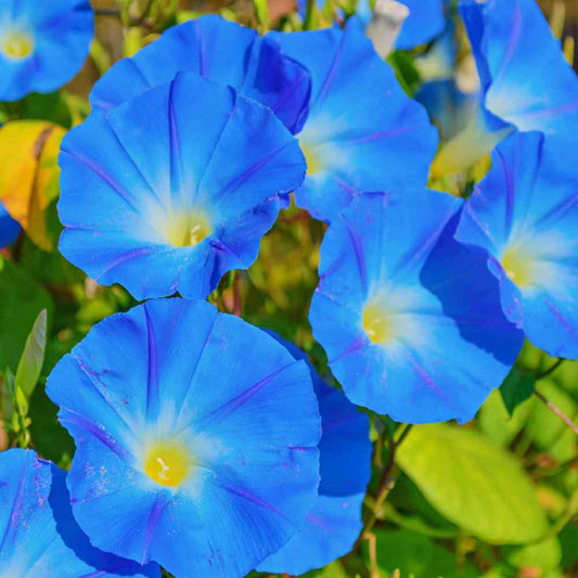 Blue Mutant Japanese – Garden Flower Seeds