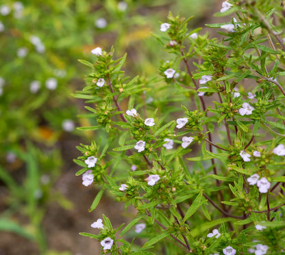 Summer Savory Satureja Hortensis – Fragrant Culinary Herb Seeds