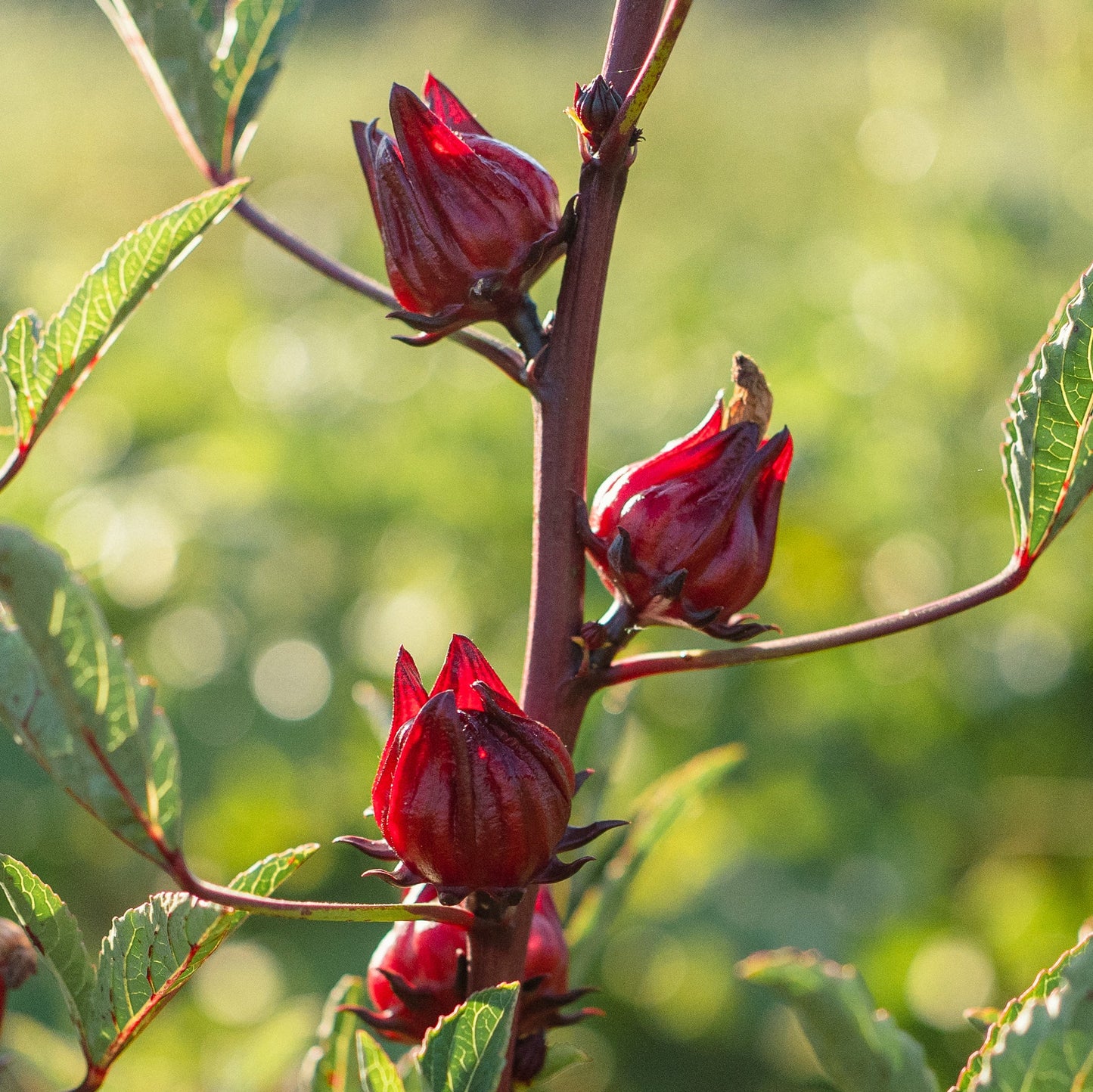 Roselle – Edible Vegetable Flower Seeds
