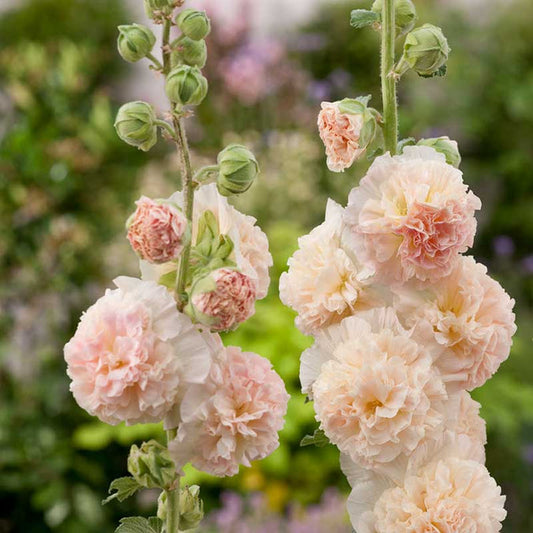 Salmon Color Double – Colorful, Perennial Flower Seeds