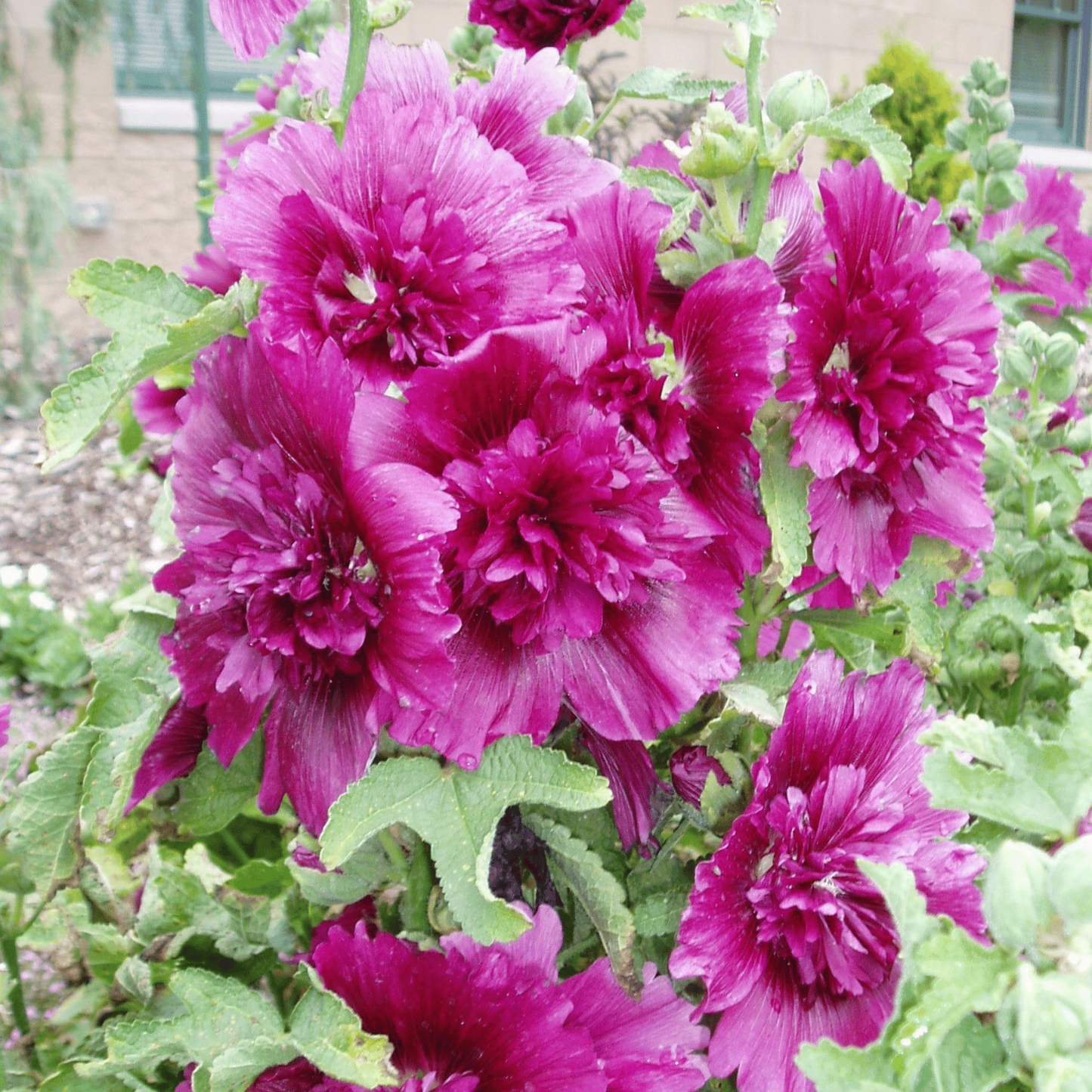 Hollyhock Alcea Rosea – Queeny Purple Double Flower Seeds