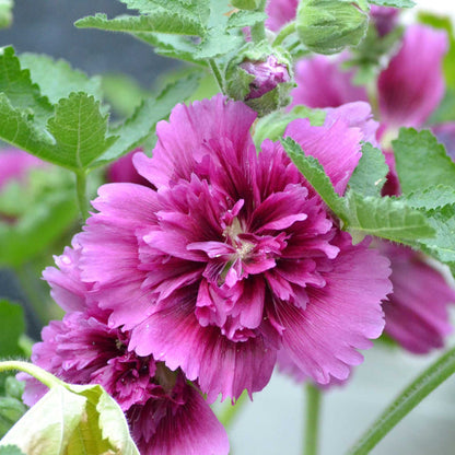 Hollyhock Alcea Rosea – Queeny Purple Double Flower Seeds