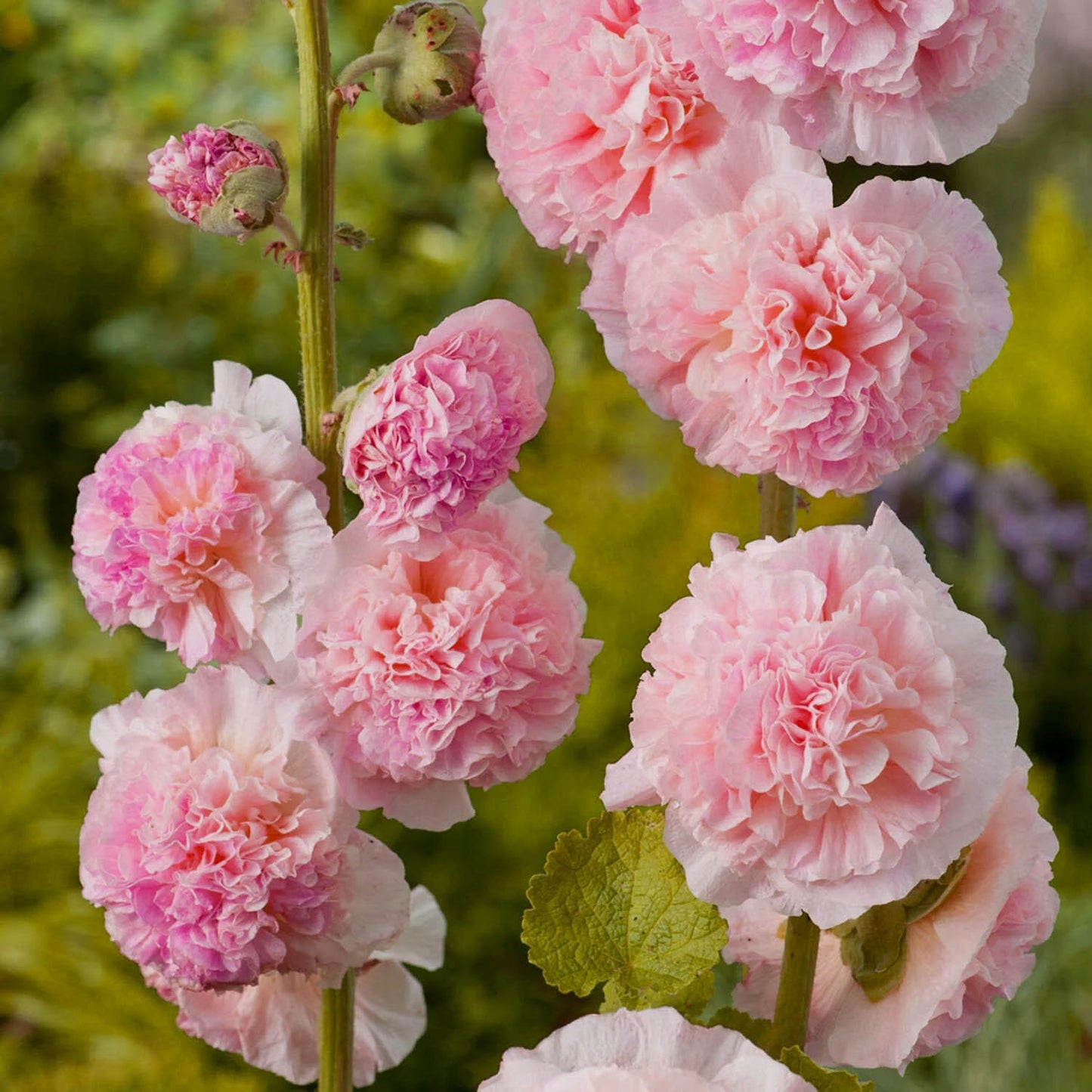 Salmon Color Double – Colorful, Perennial Flower Seeds