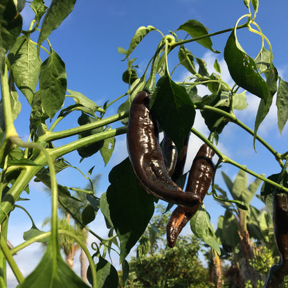 Holy Moley Pepper – Mixed Vegetable Seeds