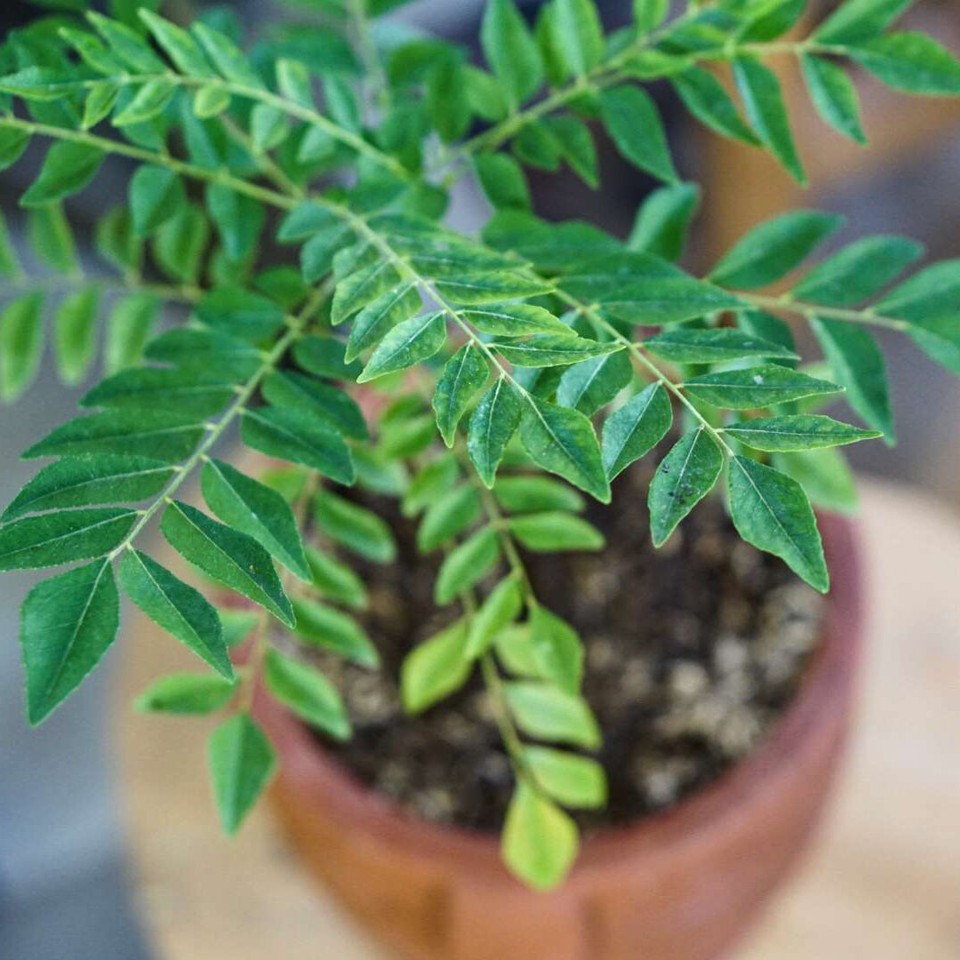 Tall Curry Leaf Plant Seeds – Sri Lankan Ramapatre Type for Home Gardening
