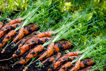 Carrot Denvers Daucus Carota – Vegetable Garden Seeds