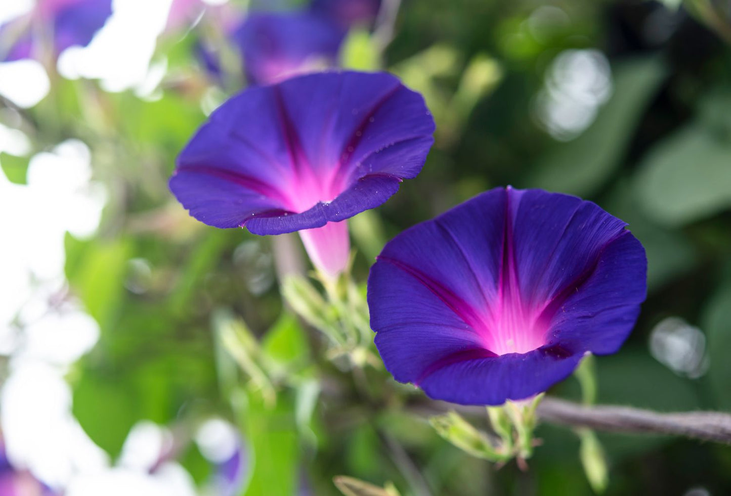 Star Of Yelta – Garden Flower Seeds
