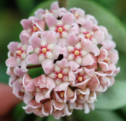 Hoya Carnosa ‘Compacta’ Flowering Plant Seeds – Twisted Foliage, Vining Houseplant Variety